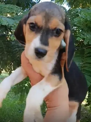 Beagle puro companheiro 