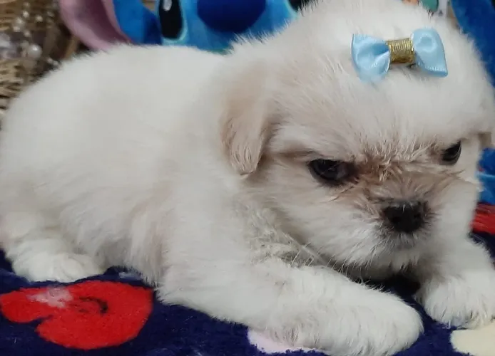 Shih Tzu: carinho em quatro patas