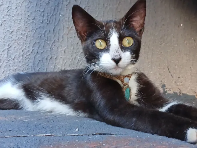Gato Frajola para doação