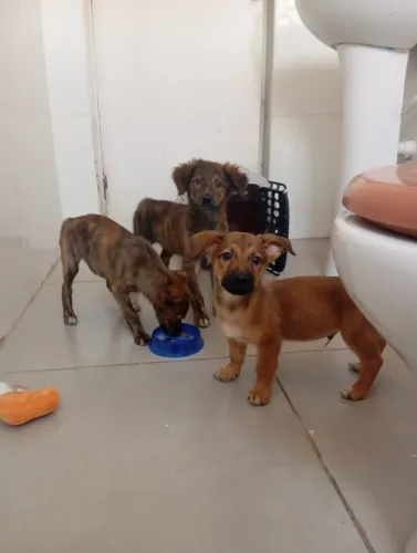 Doa se lindos filhotes, 3 meses , castrados, vacinados e vermifugados -Mooca SP