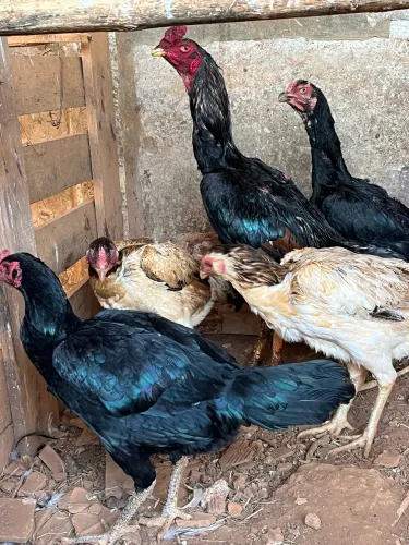 1 Frango e 4 galinhas índio