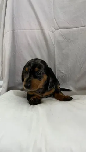 Dachshund: pequenos e dóceis