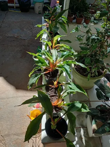 Vendo mudas de plantas