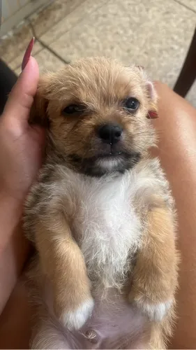 Vende se