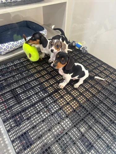 Dachshund salsichinha