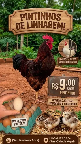 Pintinhos de postura vermelho e branco