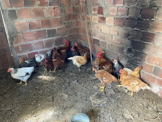 Galo e Galinhas caipiras