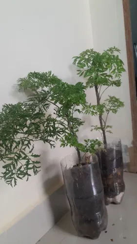 Árvore da Felicidade (mudas 40cm)