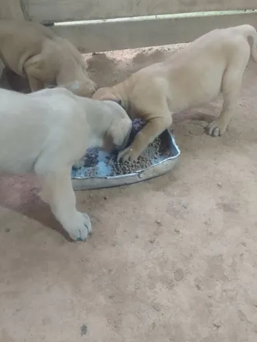 Filhotes de fila brasileiro