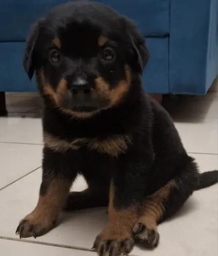 Queridos e amados filhotes de Rottweiler