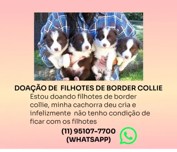 DOAÇÃO FILHOTES BORDER COLLIE - FALAR NO WHATSAPP 
