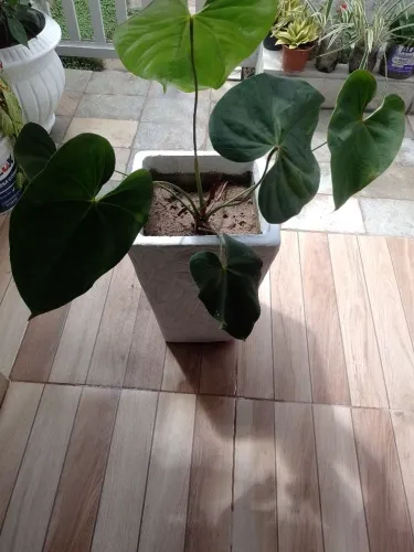 Plantas