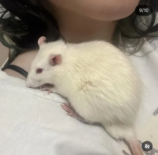 ADOÇÃO TWISTER RATO MACHO SÃO CARLOS