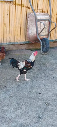 GALO CAIPIRA 