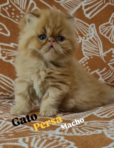 Gato persa