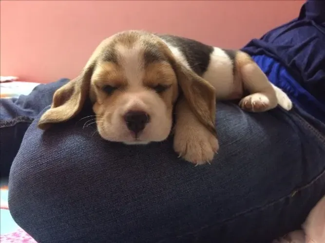 Beagle alegre trazendo felicidade diária