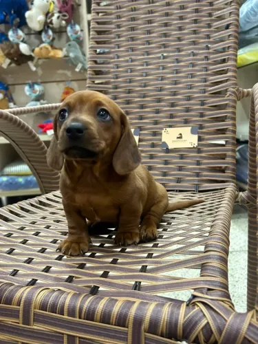 Filhote de Basset