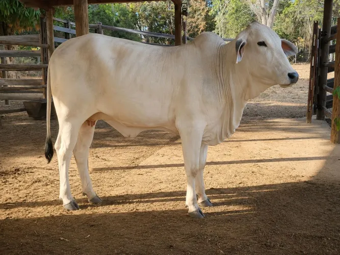 Vaca Nelore