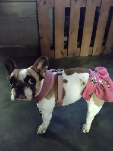 Vendo cachorro Bulldog francês fêmea.