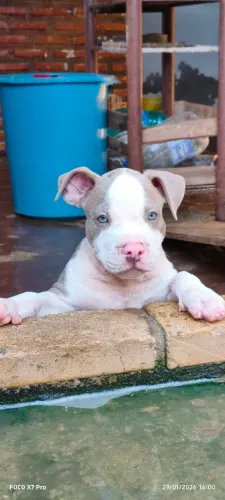 Pitbull filhotes American Bully/Rede Nose