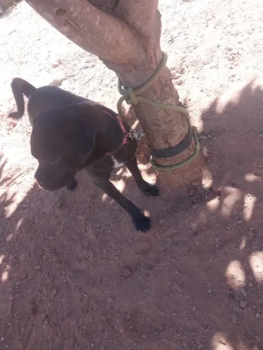 Cachorro pug fêmea 8 meses