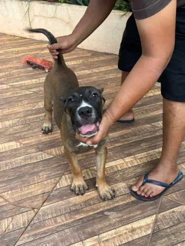 Raça presa canário 