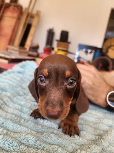 Dachshund miniatura