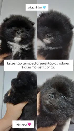 Spitz alemão