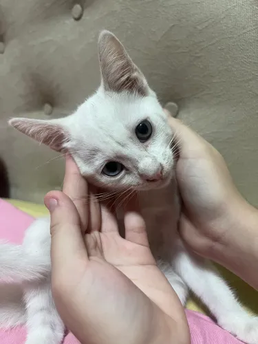 Doação de gatinhos 