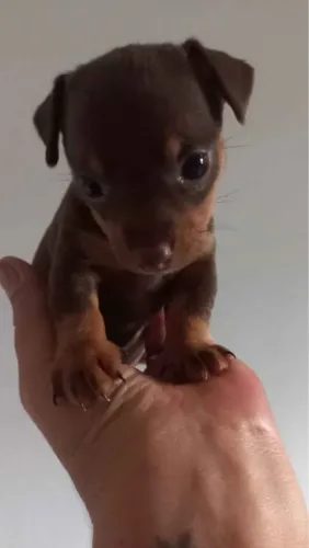 Pincher 