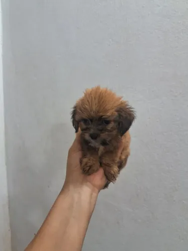 Lindos de qualidade machos aceito cartões