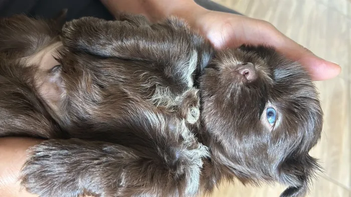 Shih Tzu