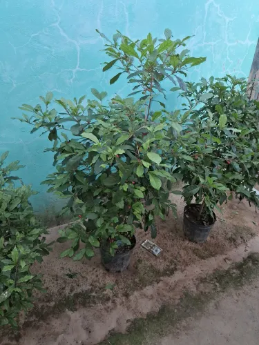 Mudas grandes da fruta do milagre