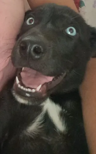 Lindos Filhotes (Mistura de Husky) - Olhos Azuis e Heterocromia.