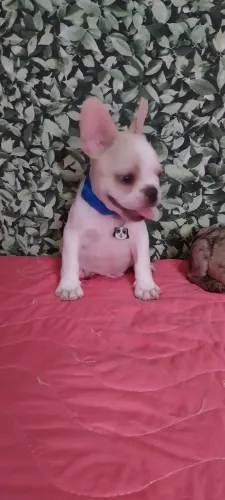Filhote macho com 3 dose de vacina