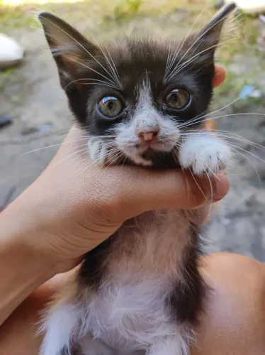 Gatinho macho 1 mês pra adoção 