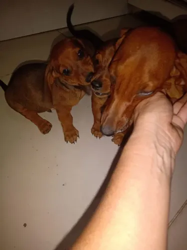 Cachorro salsicha 