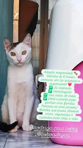 Gato para doação
