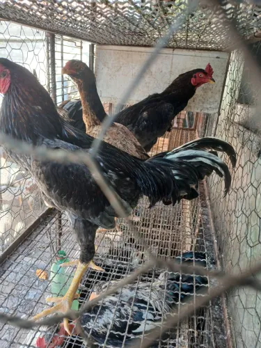 VENDO UM CASAL DE FRANGO CARIOCA