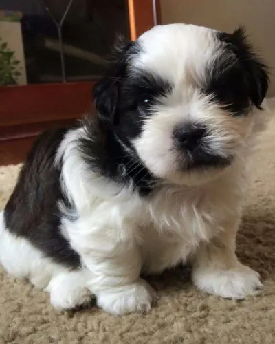 Shih tzu fêmeas imperdíveis preta branca preta black
