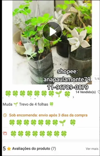 Planta Muda de trevo de 4 folhas