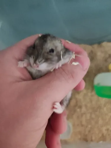 Hamster doação pra hoje!!