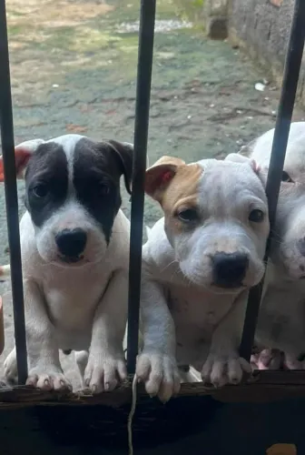 Pit Bull ligitimos 