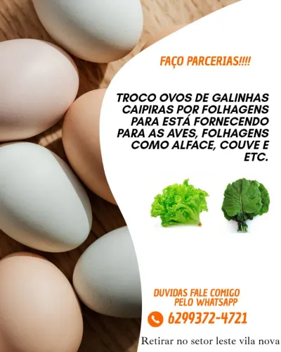 FAÇO TROCA DE OVOS CAIPIRAS EM FOLHAGENS PARA FORNECER PARA AS GALINHAS