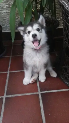2 Filhotes de husky siberiano, gratis, doação