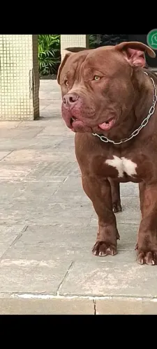 PITMOSTER filhotes pedigree