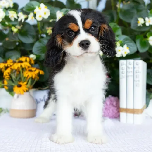 Cavalier King Charles Spaniel- Uma companhia especial