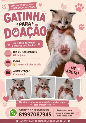 Gatinha precisando de um lar