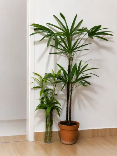 Plantas para apartamento entregamos