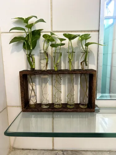 Linda Jiboia com Vaso de Vidro Com Suporte de Madeira